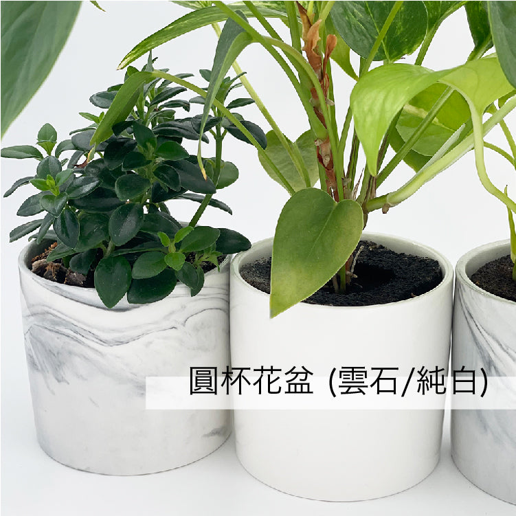 虎尾蘭(哈利)