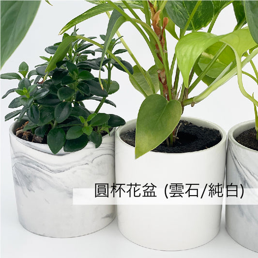 吊蘭